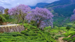 Lush green tea plantations with vibrant purple trees and rolling hills, a must-visit in Kerala tour packages